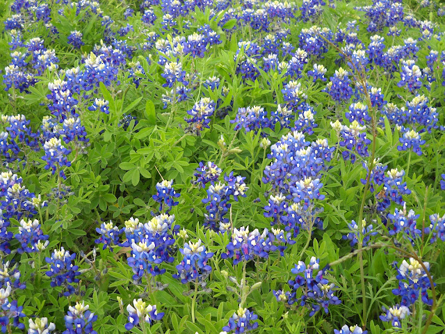 White Rock Lake, Dallas, Texas: Brilliant Bluebonnets Blooming at White ...