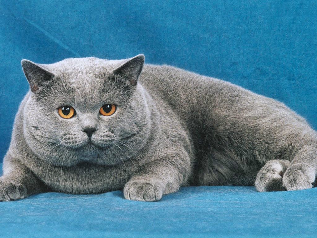 Fat Grey Cat 47