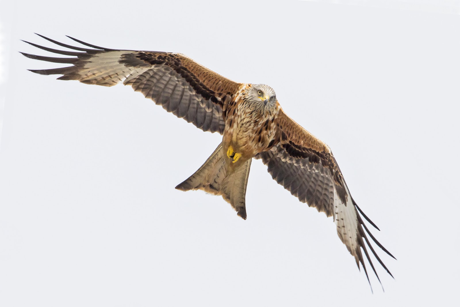 PETER'S PORTFOLIO..............Bird & Wildlife Photography Red Kite