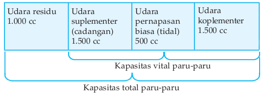 Volume Udara Dalam Pernapasan Manusia Volume Udara Dalam Pernapasan Manusia