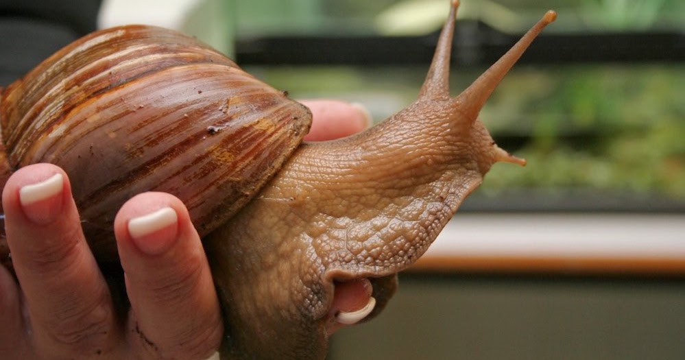 How To Start Snail Farming In Nigeria