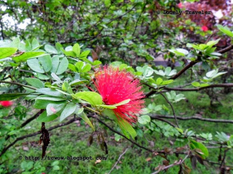 Pink Powderpuff - Calliandra emarginata