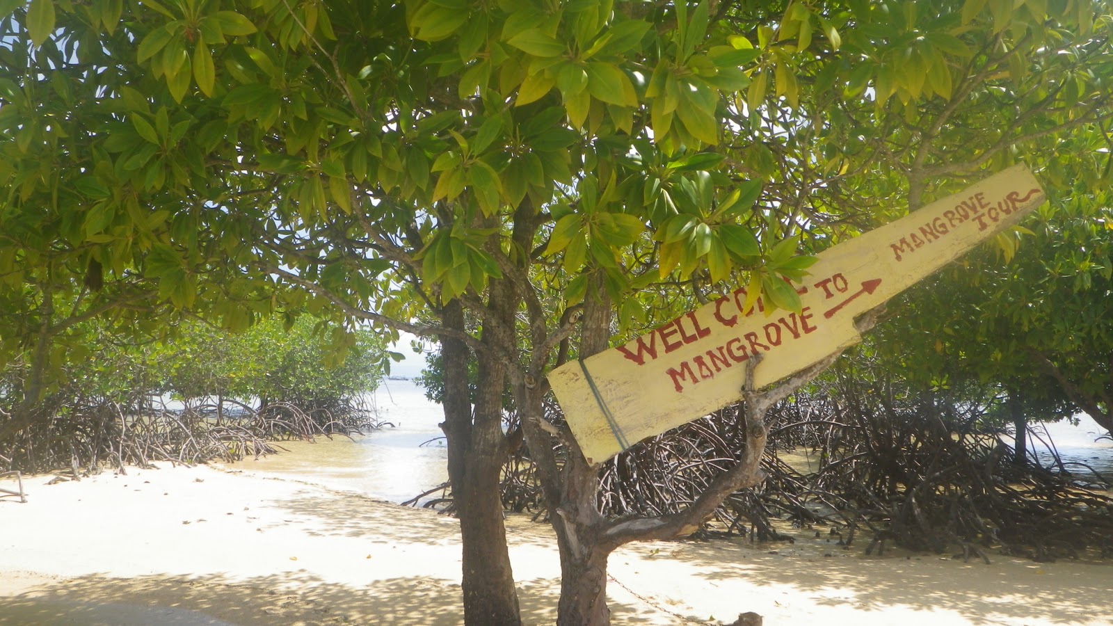 Bali Nature &Experience Tours Mangroves tree at Nusa Lembongan Island