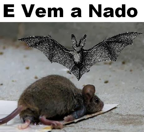 E vem A Nado