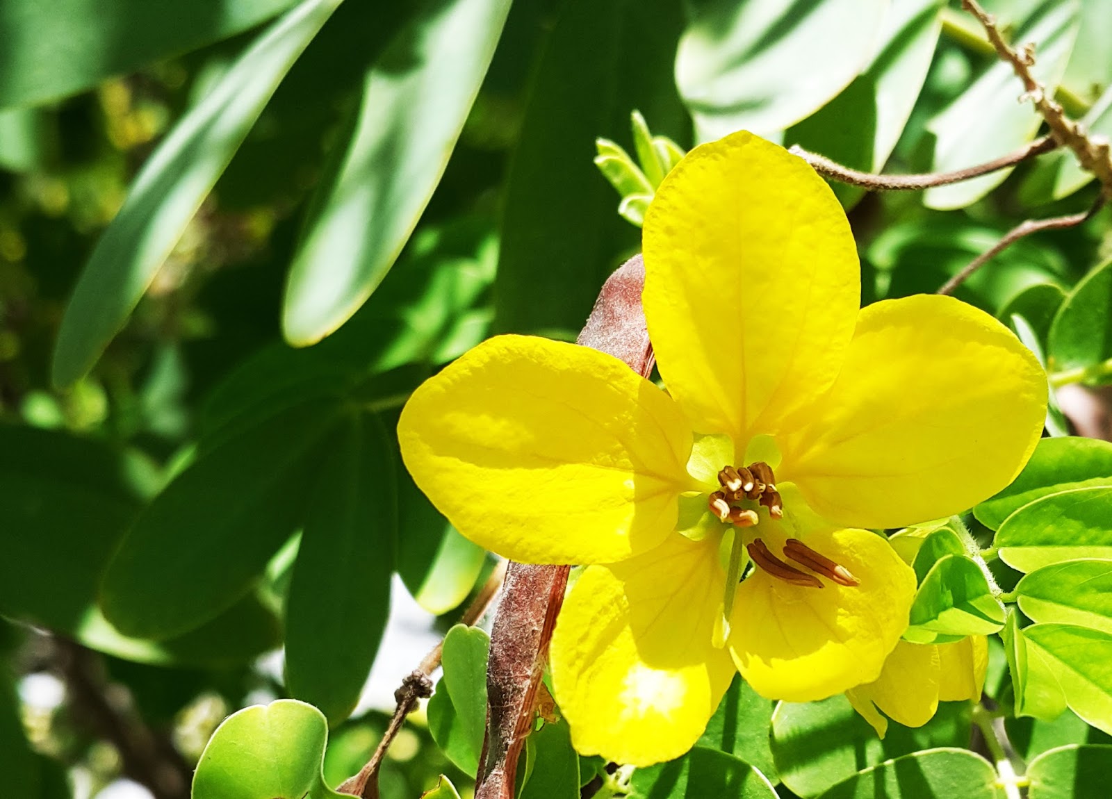 Brenda Hyde Flowers In Bahrain