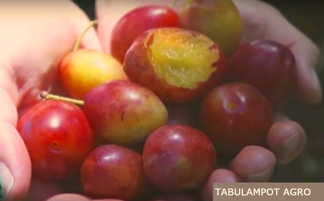 Cara Menanam Buah Plum Di Indonesia Terbaru