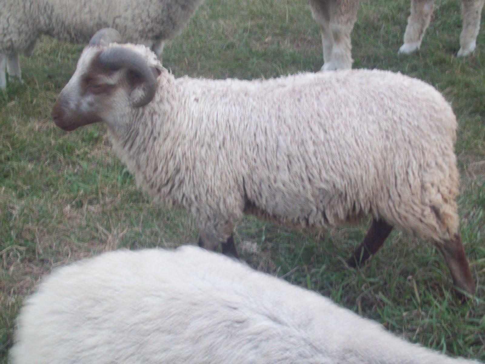 Psalm23Farm Keeper Ram Lambs and bucks