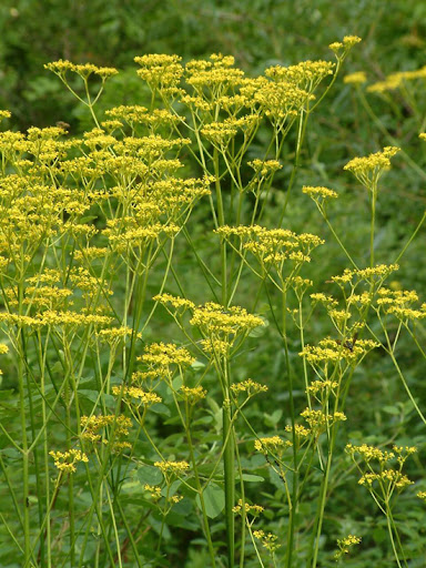 Patrinia herb (BAI JIANG CAO)-Patrinia scabiosaefolia-Herba Patriniae