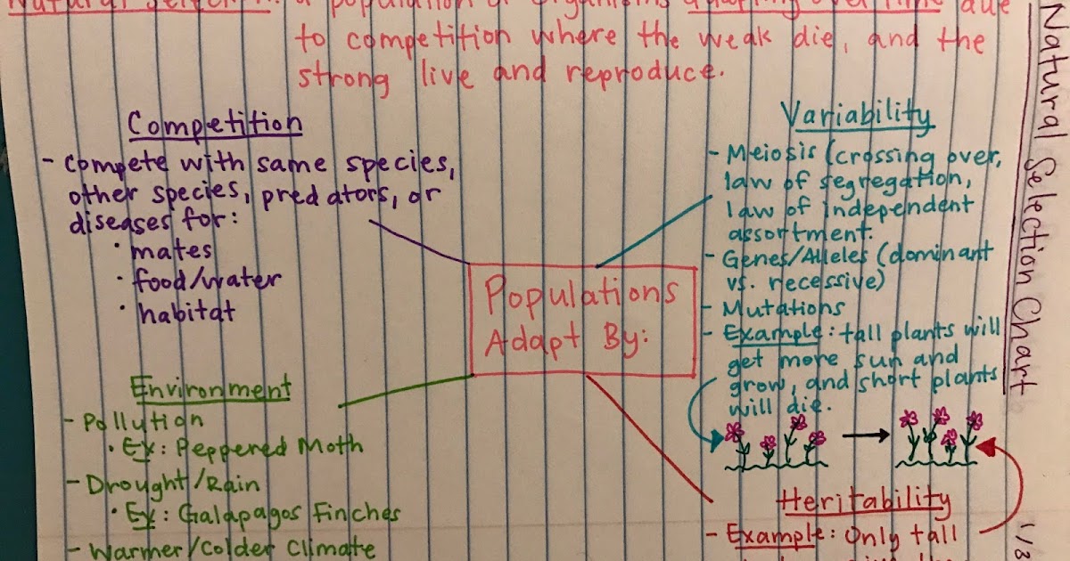 Mrs. Paul Biology Biology Charts/Notes
