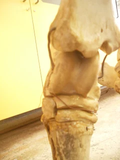 Animal Structures and their Functions (new)