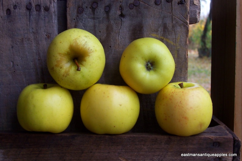 Art Meets Earth ISLAND holds fruit tree grafting