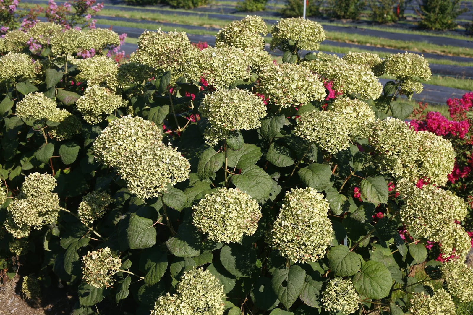 Proven Winners Colorchoice Plant Of The Week Plant Of The Week