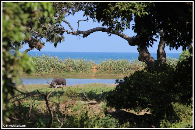 Yala National Park Yala National Park