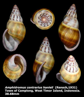 Amphidromus contrarius hanieli 38.68mm