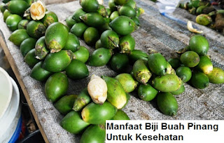 Etalasenews Khasiat Buah Pinang Untuk Kesehatan Etalasenews Khasiat Buah Pinang Untuk Kesehatan