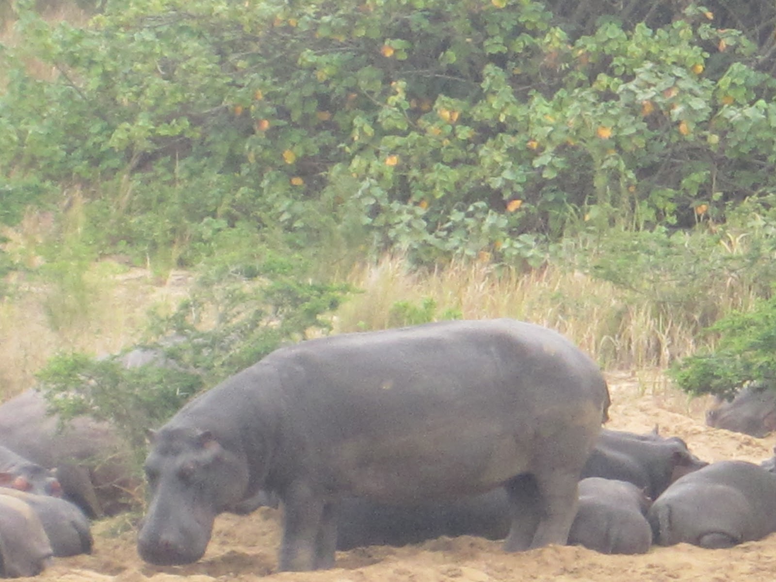 isiinspiration St Lucia Animals/Wetlands