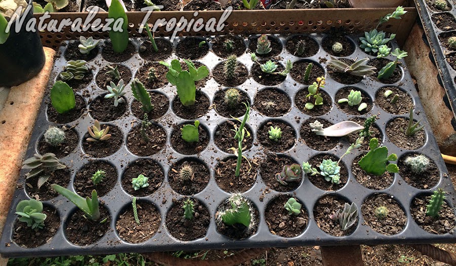 Bandeja de Cultivo o Bandeja para Semillero aprovechada para multiplicar cactus y otras suculentas