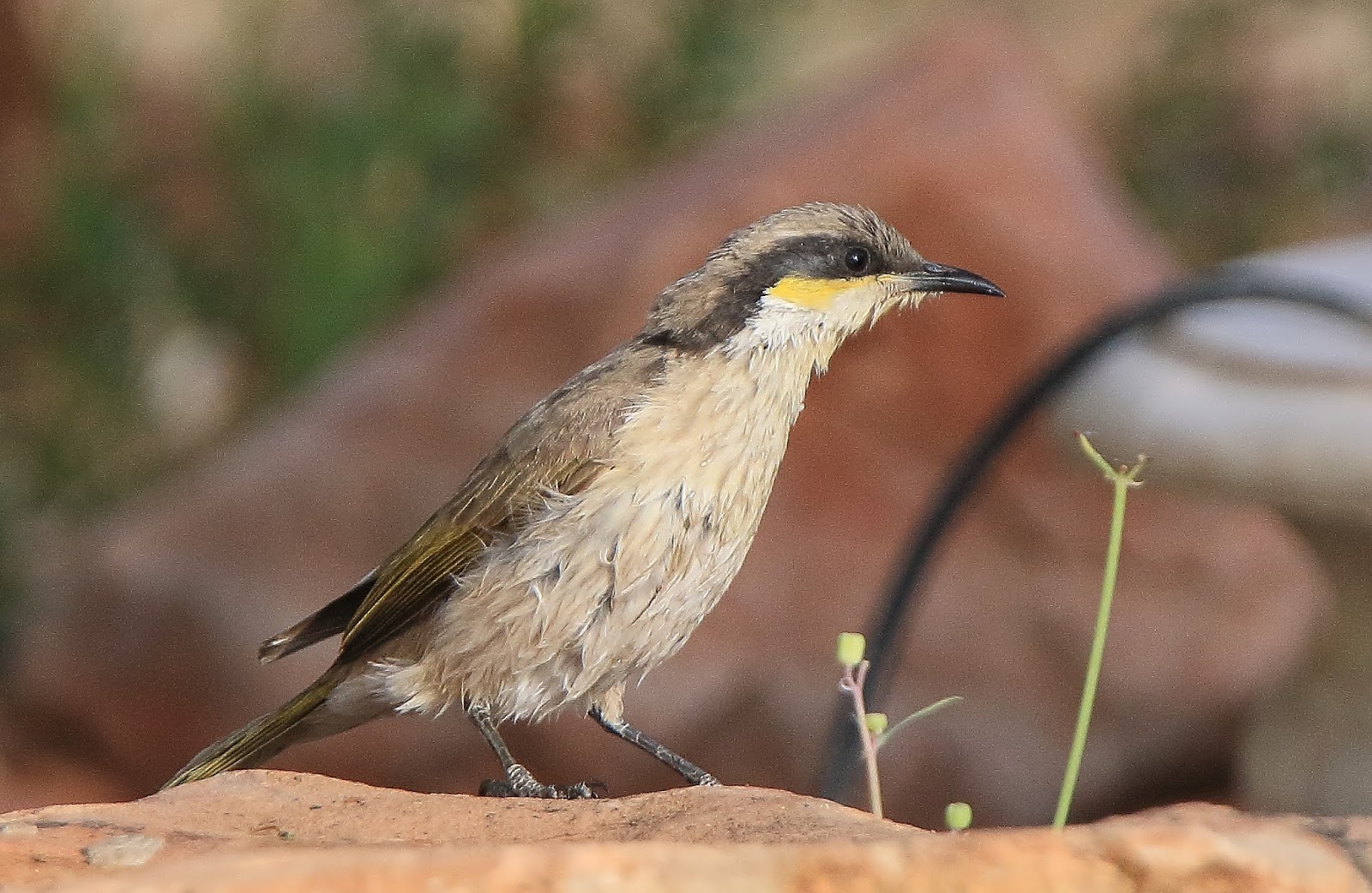 Richard Waring's Birds of Australia Backyard Bird list reaches 48