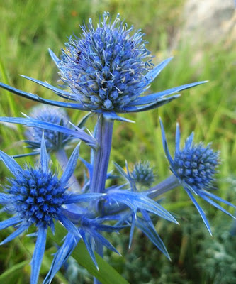 Cardo azul (Eryngium bougartii)