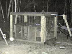 chicken proof coop predator raccoons protects