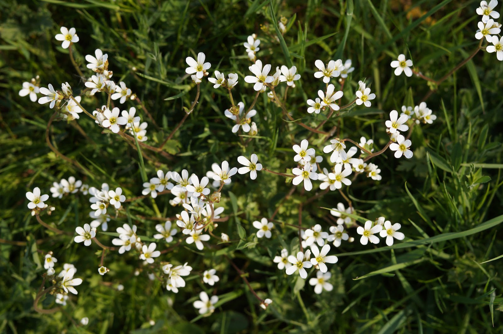 Meadow saxifrage in bloom Sophie in the Sticks