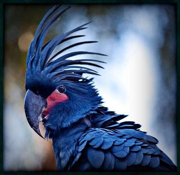 wallpapers-hub: beautiful palm cockatoo bird