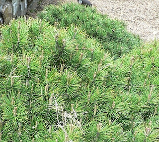Dwarf Mountain Pine Herb