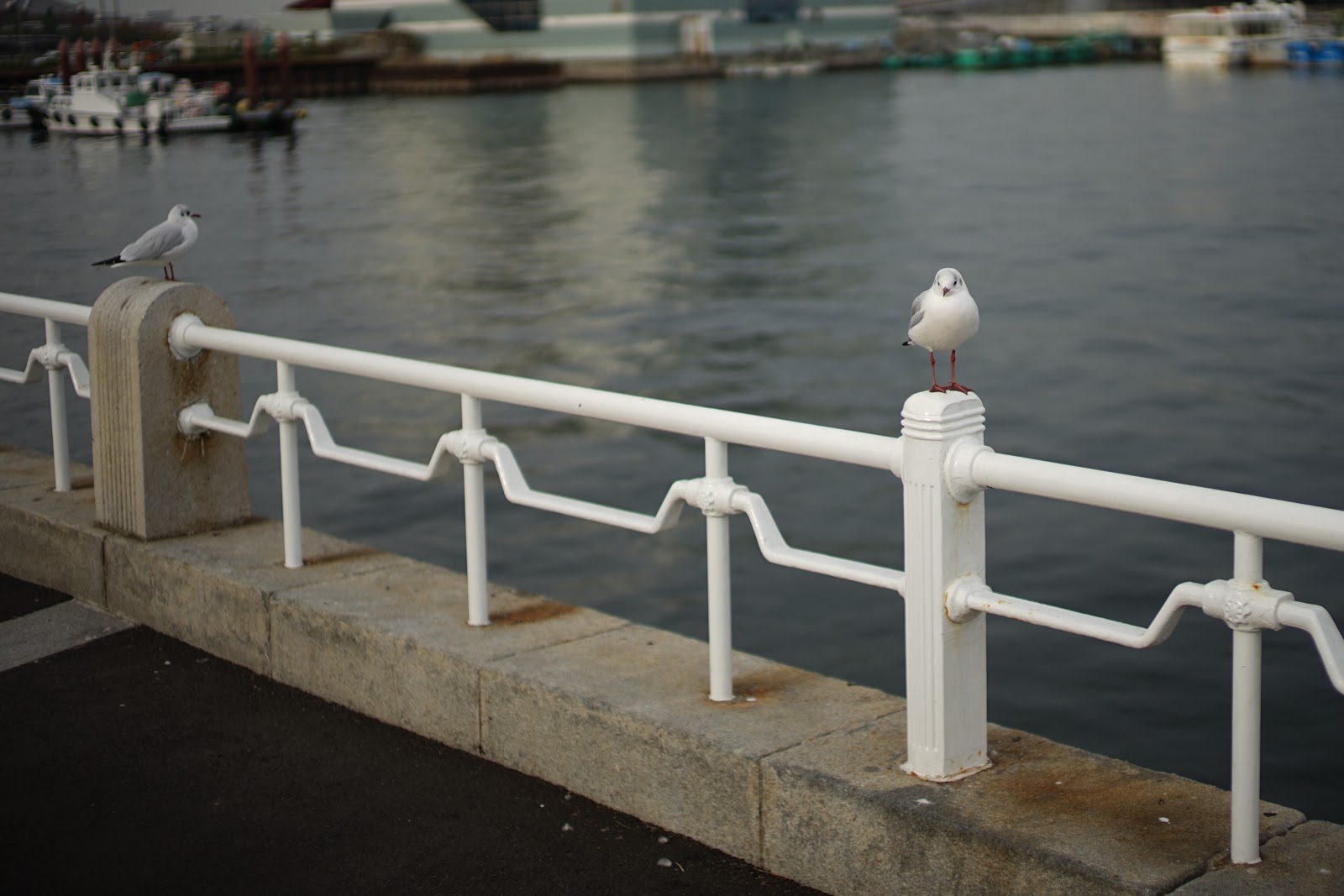 DSC00516.JPG