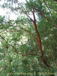 Arrayán Luma apiculata