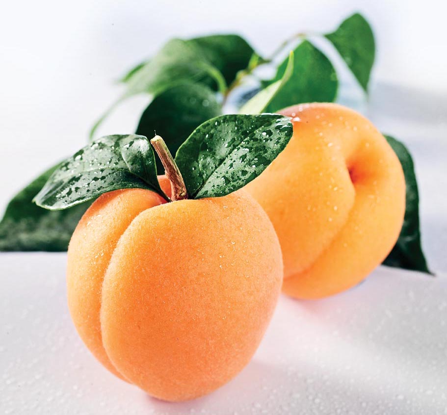 Apricot Pictures (Part 2)