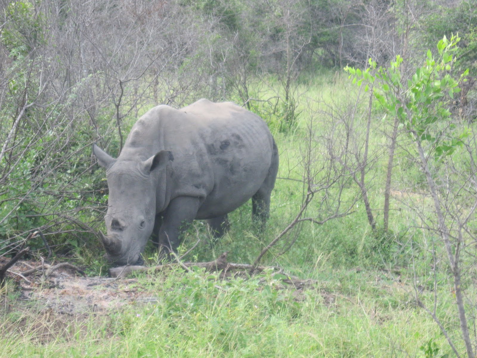 Waltzing Horses More amazing rhino observations