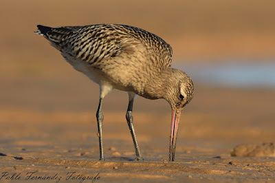 Aguja colipinta (Limosa lapponica)