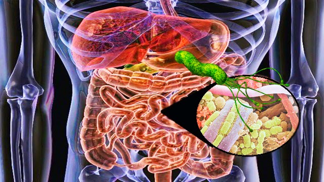 Bacterias intestinales deciden lo que comes