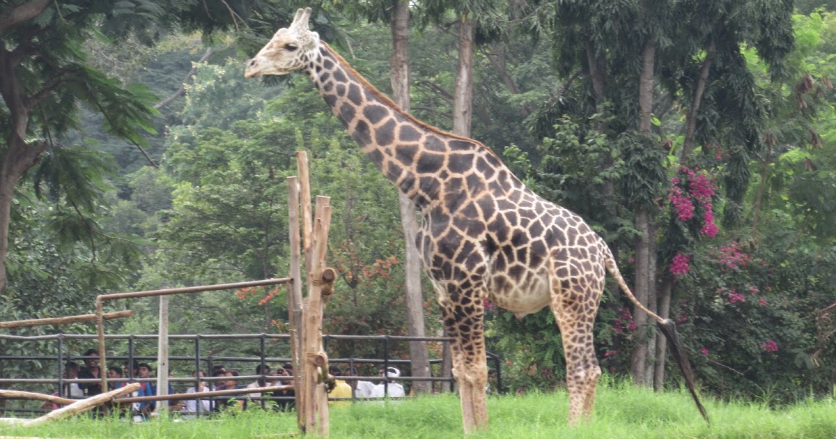 Magic Holidays Mysore Zoo Explore into the Realms of One of World’s