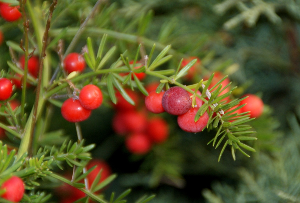 A photo, A thought............ Plant Asparagus fern.....beautiful
