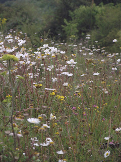 wild flower meadow in spring