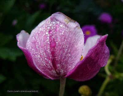 Chris-June's Kreativwerkstatt: Herbstblumen