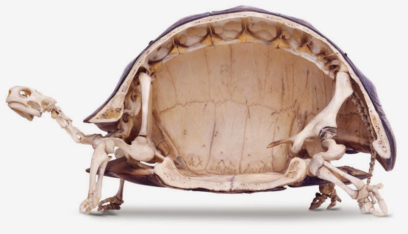 Esqueleto de tortuga