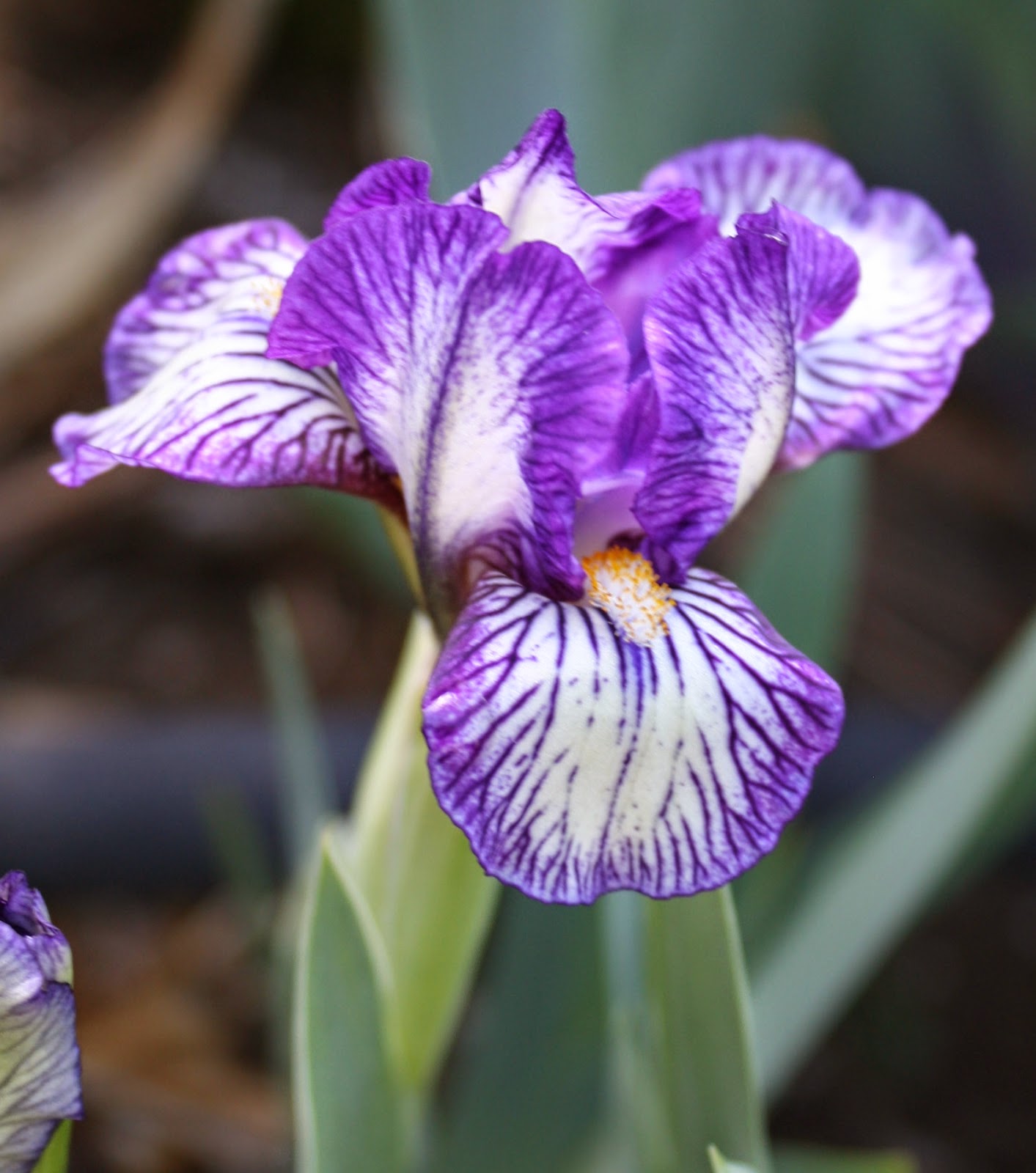 Living and Dyeing Under the Big Sky: Dinky Doodle Miniature Dwarf Iris