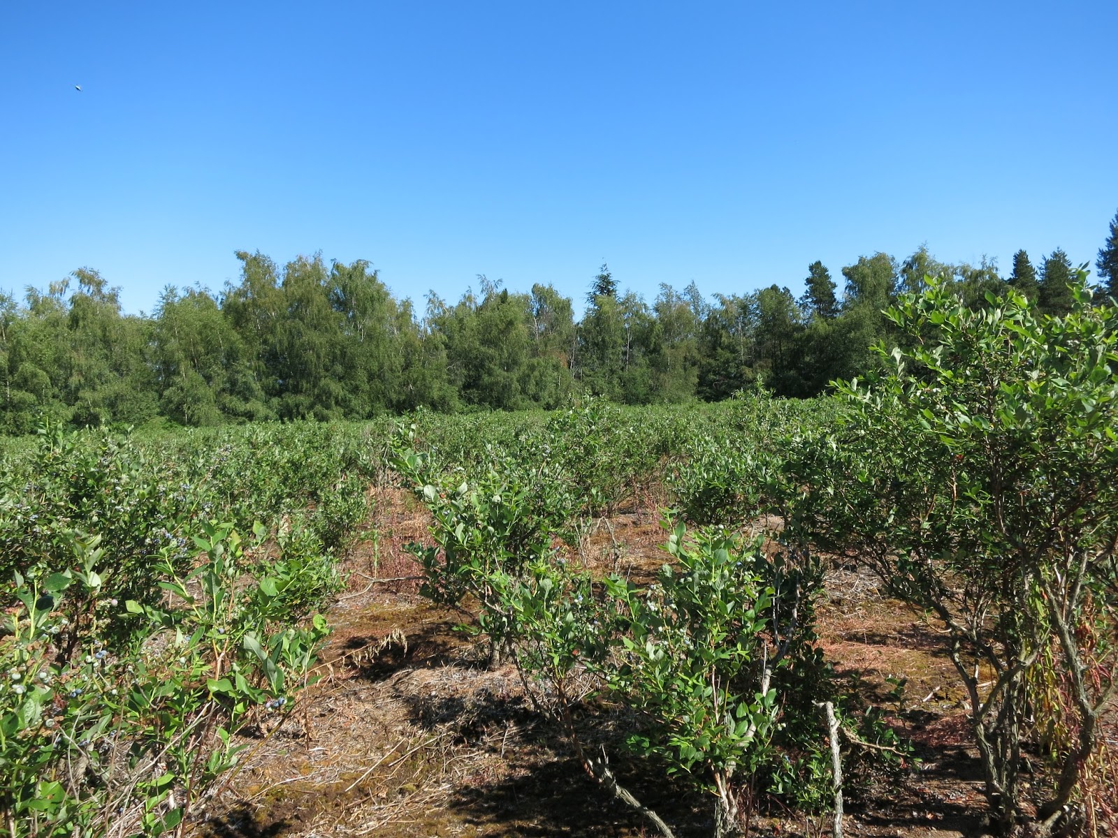 Birak Berry Farm Richmond in Vancouver, Canada chichicho