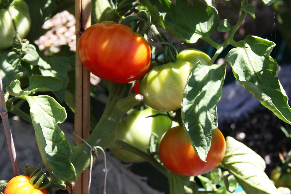 Huerto Improvisado Improvised Vegetable Garden
