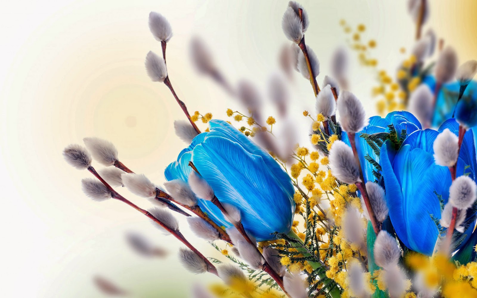 Wilgentakken met katjes en blauwe tulpen