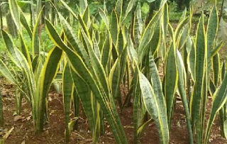 Lidah Mertua Ternyata Bermanfaat Untuk Kesehatan, Benarkah Lidah Mertua Ternyata Bermanfaat Untuk Kesehatan, Benarkah ? Bukan hanya itu aja, sansevieria juga mempunyai peranan menjaga kebersihan udara disekitarnya.