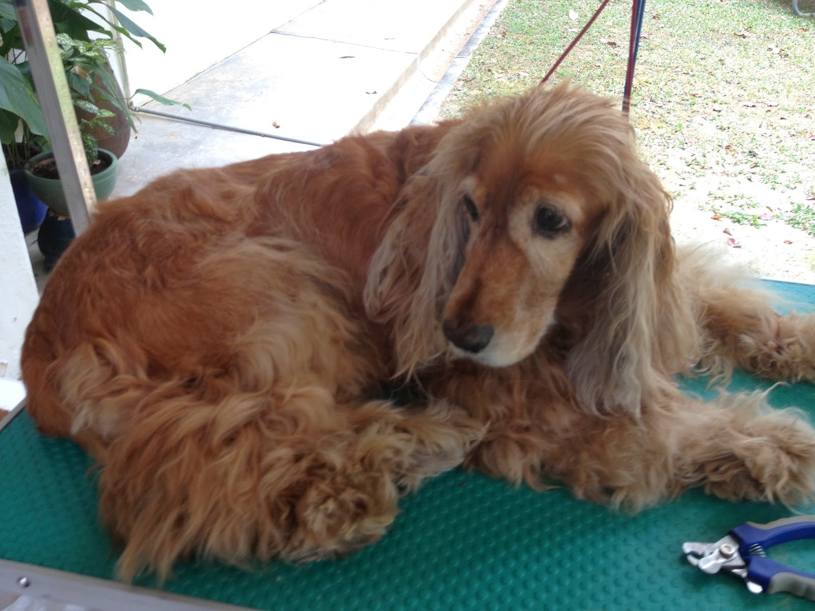 English Cocker Spaniel Senior dog groomed at home Mobile Dog