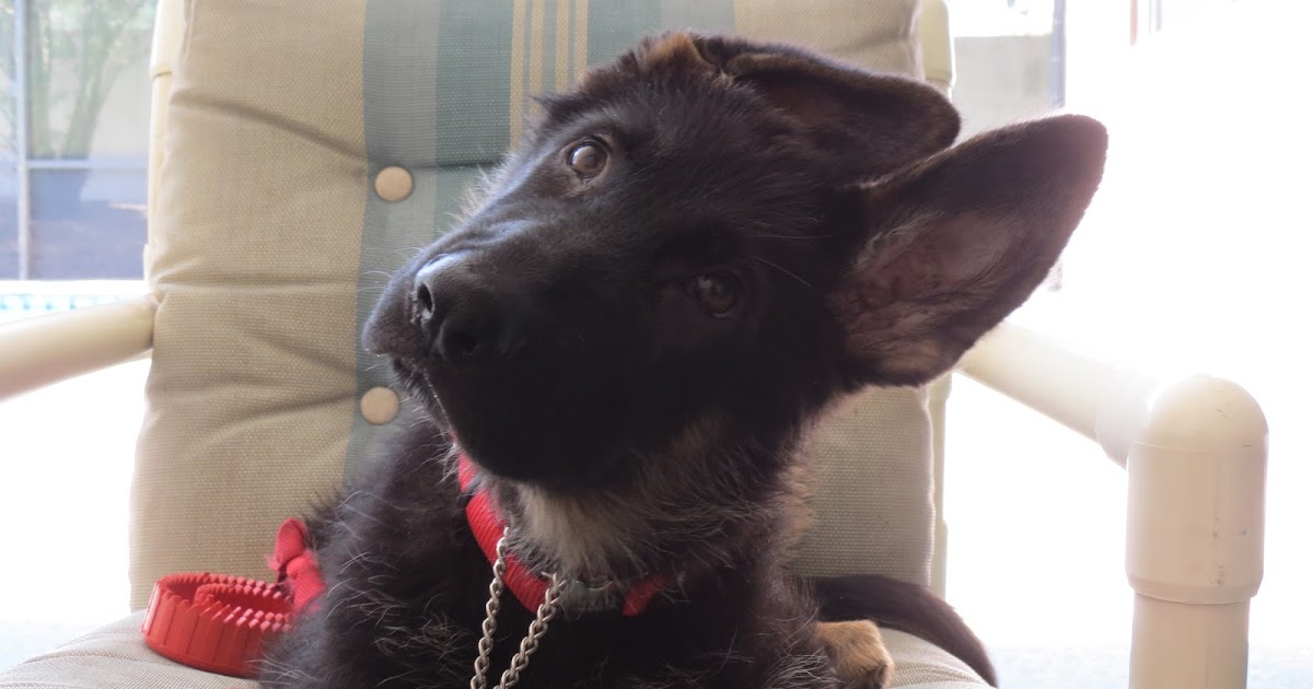 Training Dog According To Nancy Baer And Steve Duno Training Dog According To Nancy Baer And Steve Duno