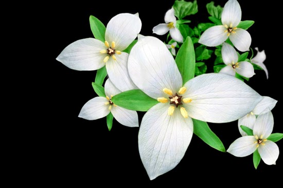 Hình ảnh các loài hoa đẹp nhất thế giới