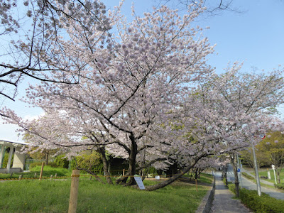 寝屋川公園 テニスコート周辺の桜