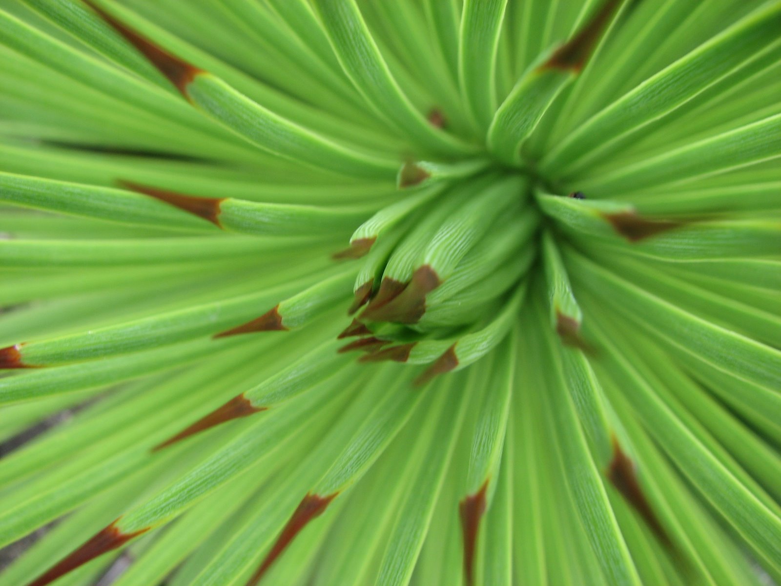 Plant Photography Green Succulent With Brown Leaf Tips