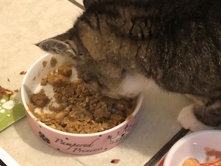 Is It Bad To Switch Cat Food Brands Is It Bad To Switch Cat Food Brands