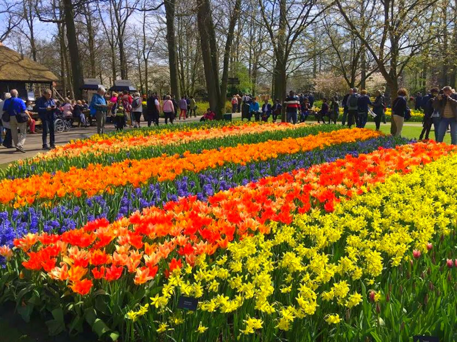 JollyDays Supported Holidays Dutch Bulb Fields & Amsterdam with Colin